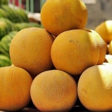 Kako uzgajati dinju u predgrađu na otvorenom polju